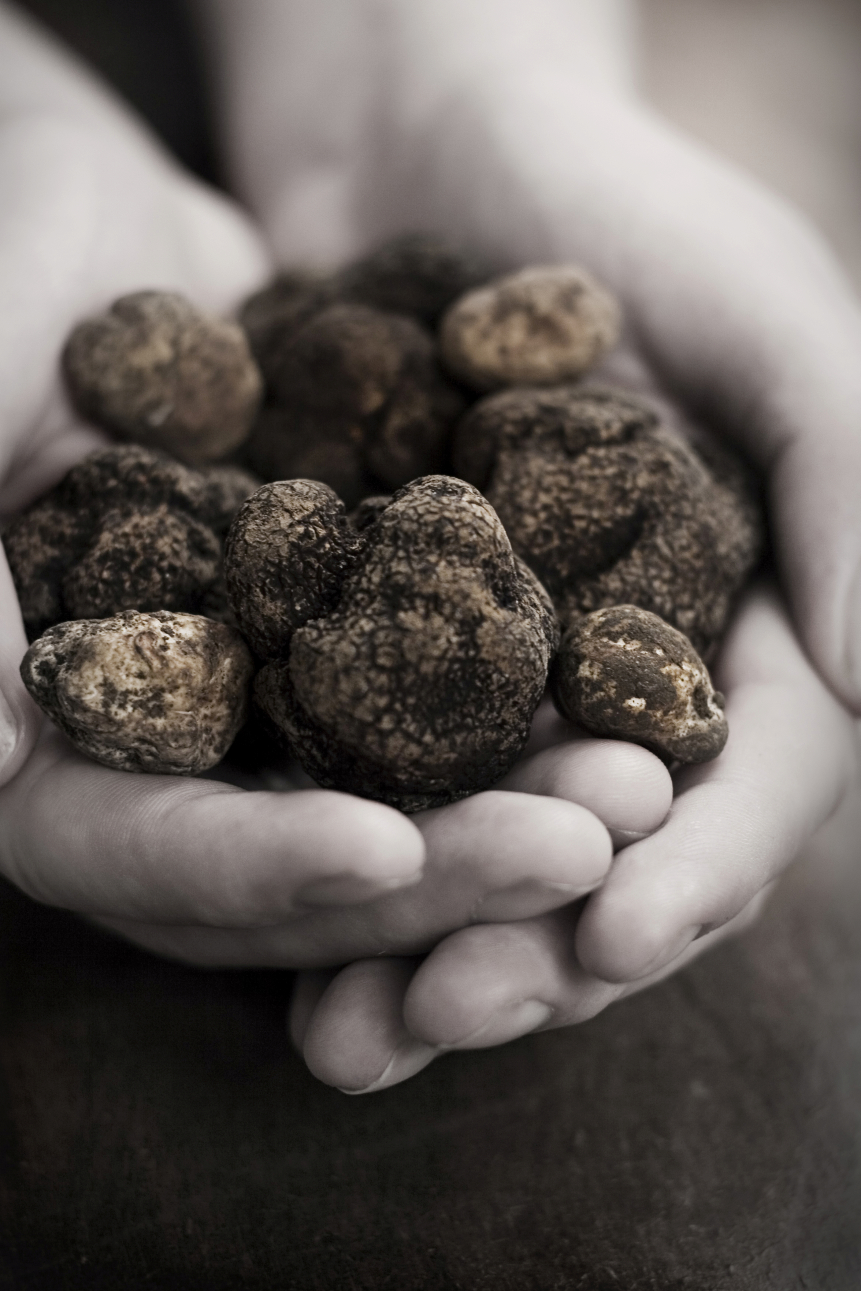 Napa truffle festival